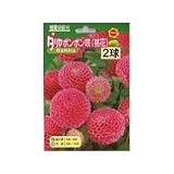 春植え球根 ダリア ポンポン咲 桃花 (130111)