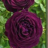 バラ苗 トワイライトゾーン 輸入大苗7号スリット鉢 四季咲き大輪 紫色系 ウィークスローズ