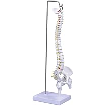 Amazon.co.jp: UP STORE 脊髄骨盤模型 【 1/2サイズ 45cm 吊り