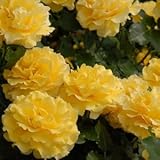 バラ苗 ゴールドバニー 国産大苗裸苗 フロリバンダ(FL) 四季咲き中輪 黄色系