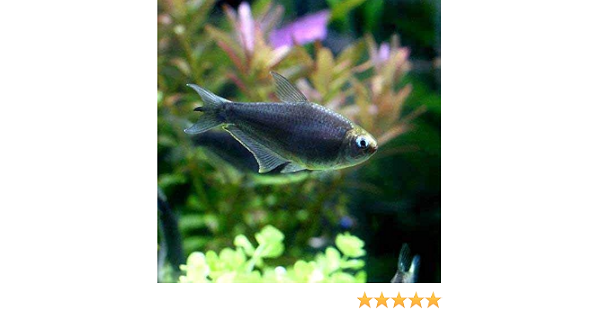 Amazon 熱帯魚 ブラックエンペラー テトラ ３匹 北海道 九州航空便要保温 Charm チャーム 観賞魚 水中生物 通販
