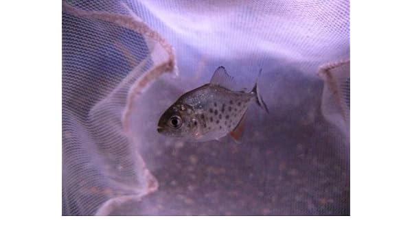 Amazon ピラニアナッテリー S ノーブランド品 熱帯魚 観賞魚