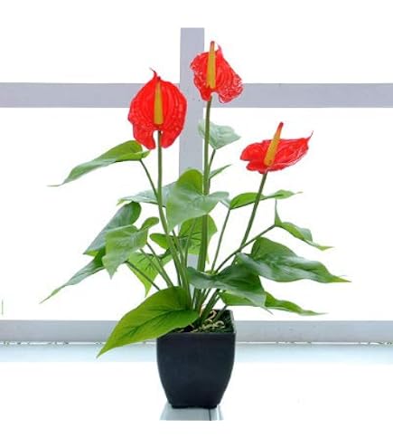 Amazon｜PLANCHU 観葉植物 ネフロレピス ハッピーマーブル 8号吊り鉢
