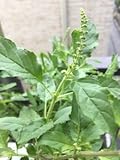 ホーリー バジル 40粒（カパオの種）