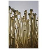 俺たちの燃え★スリーブ Vol.93 「えのき」