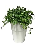エメラルド 造花 観葉植物 ユーカリプタス ホワイトポット 10.837M