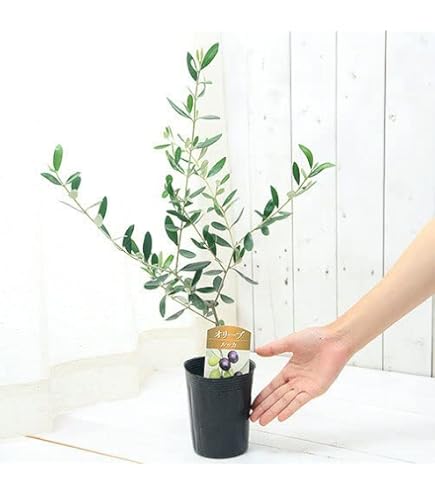 Amazon｜観葉植物 SOUJU（創樹）ブランド：オリーブの木*4号｜観葉植物