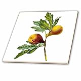 Dooni Designs Redouteフルーツと花 – Redouteヴィンテージ水彩フルーツFig Ficus Violacea – タイル 12-Inch-Ceramic ct_106854_