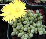 Cheiridopsis meyeri - Aizoaceae - Mesemb - 10 seeds