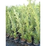 【ノーブランド品】 ラカンマキ 樹高1.0m前後 15cmポット 【15本セット】