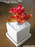 Crassula‘HIMATURI’ / White Cube Pot / クラッスラ・火祭り / ホワイトキューブポット / インテリア観葉植物 / 鉢植え