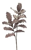 パックの6 EvaブラウンProtea Foliage Stem 45 "