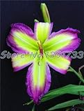 100 pcs lily Plants indoor bonsai calla lily seeds beautiful garden lily flower seeds