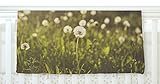 KESS InHouse Libertad Leal As You Wish Dandelions Fleece Baby Blanket 40 x 30 [並行輸入品]