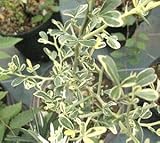 覆輪葉カラタチ 彩虹 4寸鉢植え