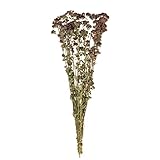 東京堂 ドライフラワー オレガノ (25g入り) FD003075