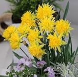 スイセン　リップバンウィンクル　２球入