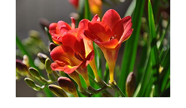 Amazon フリージア フリージア球根 観賞用 室内庭園 簡単な植え付け 25 球根 赤い色 花