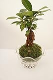 【土を使っていないから衛生的でお部屋のインテリアにぴったり。】　観葉植物　ハイドロカルチャー　ガジュマル　デザートグラス　苔玉