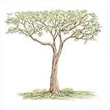 Tree of Lifeビニールデカール壁ステッカーLooks Painted Glenna Jean寝室子供部屋ベビーキッズティーン