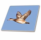 3drose CT _ 45756 _ 1オスアメリカヒドリDuck in Flight Anas Americana Bolsa Chica Wetlands、カリフォルニアセラミックタイル、4イン