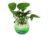 花市場直送便 ポトス(カラーサンド植え) バブルボール10cm グリーン