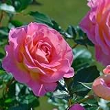 バラ苗 ピンクパラダイス 国産新苗4号鉢 四季咲き大輪 ピンク系 フレンチローズ(デルバール)