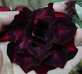 40 Fresh seedsアデニウム アラビカム オベスム 砂漠のバラ種子(40粒)塊根植物種子Adenium obesum Desert Roses seeds no37-DOUBLE-BLACK