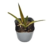 パイナップル(ソフトタッチ種)苗