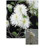 オンリーワン　植栽・美しい花　フォッサギラ　マヨール　KJ3-M015