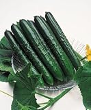【キュウリ種子】　夏すずみ　（タキイ種苗）　350粒