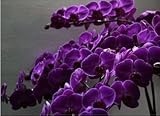 Butterfly orchid dark purple 100 seeds/bag Purple