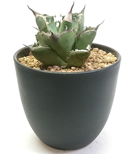 Amazon｜鉢ごと発送アガベ チタノタ ロック （ロウルサンコ産）｜観葉