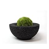 【eco-pochi】 苔ポチ×わんS　黒　コケポチ こけぽち 観葉植物　苔玉