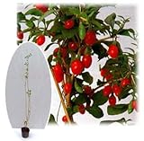 クコ（枸杞）：ウルフベリー3号ポット3本セット[目も舌も楽しい薬用花木]