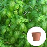 スイート バジル 栽培 セット / ハーブ / テラコッタ 鉢 プランター / 鉢受皿 付