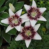 スカシユリ　ホワイトピクセル　２球入