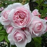 バラ苗 ナエマ 国産大苗デルバールオリジナル角鉢6号 四季咲き ピンク系 つるバラ(CL) フレンチローズ（デルバール）