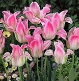 チューリップ　フロローサ　５球入