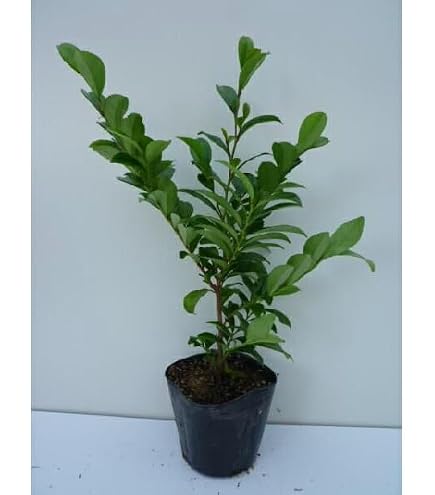 Amazon.co.jp: アロカリア ナンヨウスギ 鉢植え 苗 苗木 庭木 : DIY