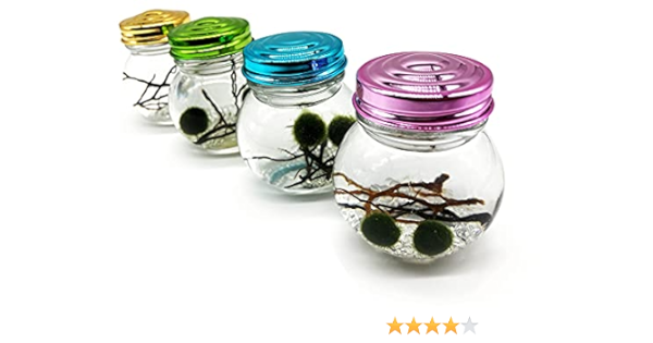 北海道産 養殖まりも 2個入り 選べる４色ミニボトル入り マリモ Marimo アクアリウム 瓶 飼育 かわいい お土産 癒し ペット インテリア 育成 緑 不思議 希少 藻 プレゼント 神秘的 植物 ゴールド ｂ ｂｌｕｅ ｈａｎｄｓ 生体水草 通販 Amazon