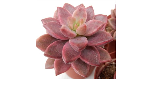 Amazon Co Jp Kfグラプトペタルム ブロンズ姫錦 ピーチ姫 多肉植物 グラプトペタルム 7 5cmポット Diy 工具 ガーデン