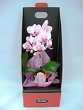《胡蝶蘭》ピンク色胡蝶蘭 1本立ち 2ウエイテーブルボックス付き（こちょうらん）/お花 絵画のあゆわら