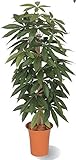 タカショー 観葉植物・グリーンデコ鉢付 パキラ 1.2m GD-166