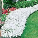 100 pcs/bag Creeping Thyme Seeds or Multi-color ROCK CRESS Seeds - Perennial flower seeds Ground cov