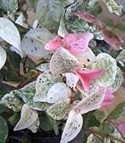 ハツユキカズラ 24ポットセット グランドカバー 寄せ植え 下草