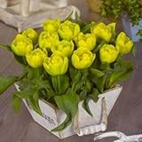 ミニ八重　イエローベビー　５球入