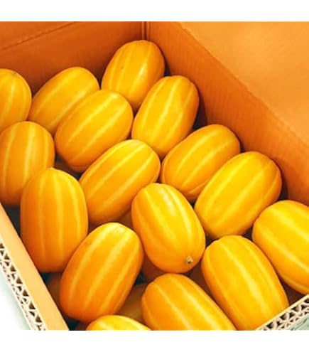 Amazon.co.jp: 【韓国直輸入】チャメ 1箱 (約10kg/マクワウリ/ゴールド