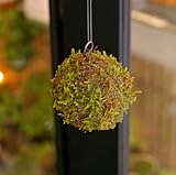 吊るしたり、置いたり。ふんわりとやさしい苔を飾ってください【MOSS BALL（モスボール）】　Sサイズ