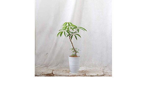 Amazon ツピタンサス シュエットラウンド 樹脂 鉢 7号 高さ90 程度 観葉植物 室内向け 沖縄直送 観葉植物 オンライン通販